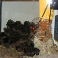coral11