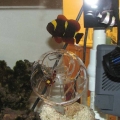 coral21