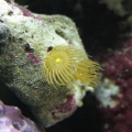 90 gallon tank photo's