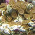 90 gallon tank photo's