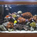 90 gallon tank photo's