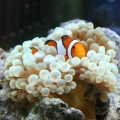 90 Gallon photo's