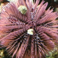 90 Gallon photo's