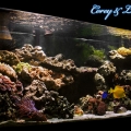 Our 112G Reef Tank