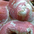 Red and Green Brain Coral