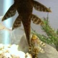 Plecostomus love