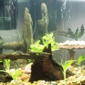 My corner tank