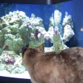 web-cat_treats
