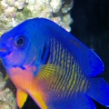 Coral Beauty