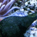 Snails