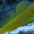 yellow watchman goby
