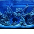 tank20
