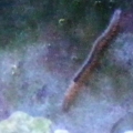 Bristle worm