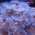pink caulastrea