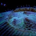 puffy_brain_coral2_