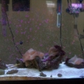 My SW Tank
