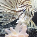 lionfish stare