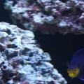 24gal JBJ Nano