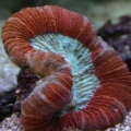 trachy red