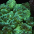 caualastrea green