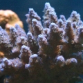 sps in my tank