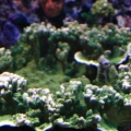 sps in my tank