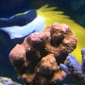 sps in my tank