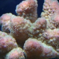 sps in my tank