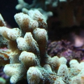 sps in my tank