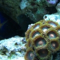Dwarf Angel peeking out of rocks by zoa