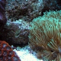 Star polyps with zoas