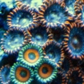 Zoas under actinic lighting