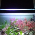 Mantis/ macro tank