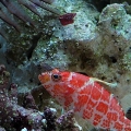 Red Blotched Perchlet