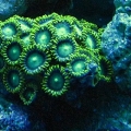 Green zoas under actinic lights