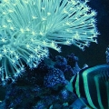 Long polyped Toad Stool under actinic lignts