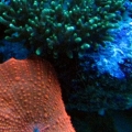 Mushrooms under actinic
