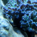 Current frogspawn 1