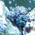 Current frogspawn 2