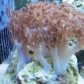 Current Xenia