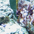 current gsp and cloves