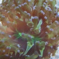 Old frogspawn 1