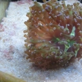 Old frogspawn 2