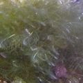 Bryopsis Pennata