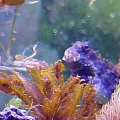 Sargassum