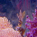 Sargassum