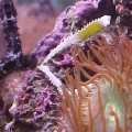 Anemone Majano