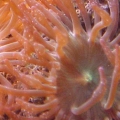 Anemone Majano