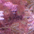 Anemone Majano