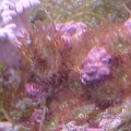 Anemone Majano